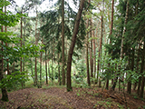 Křižník